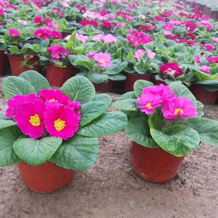 花海设计 报春花 宿根花卉 花海品种 鸿艺 租摆草花