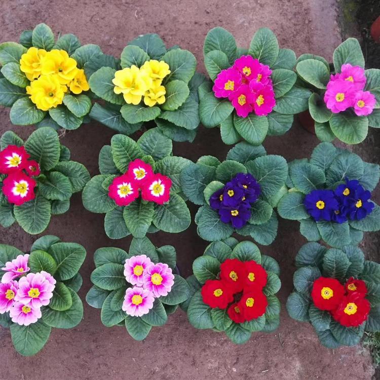 鸿艺 花海设计 年宵花 宿根花卉 租摆草花 报春花 花海品种 年宵花