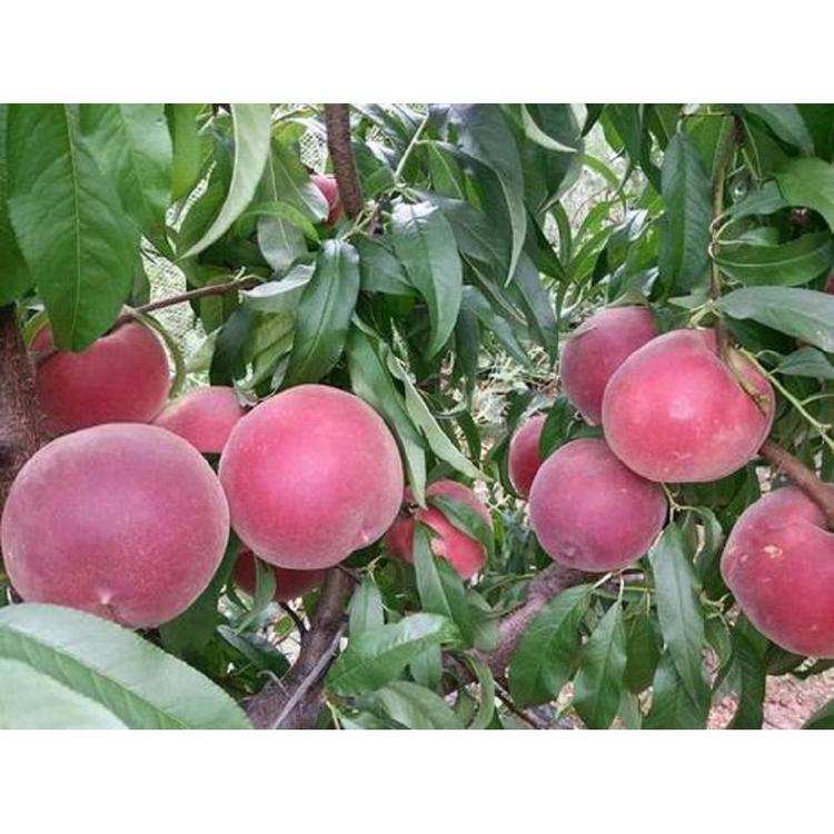 金秋红蜜桃苗种植基地 毛桃桃苗价格 普润苗木