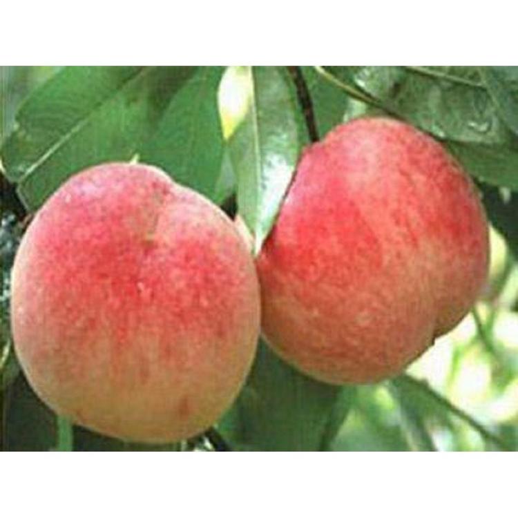 山东金秋红蜜桃苗报价 毛桃桃苗种植基地