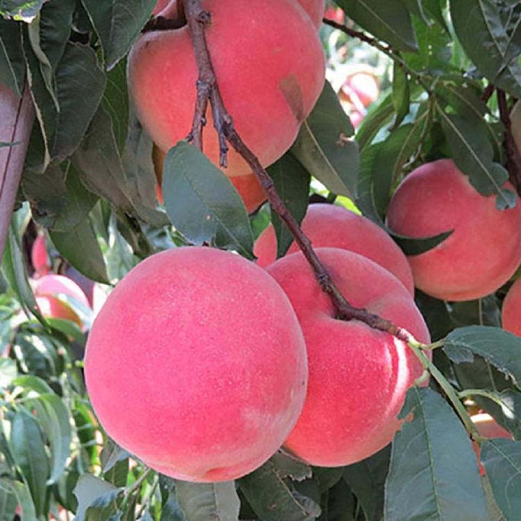 基地出售金秋红蜜桃苗 金秋巨红2号种植基地
