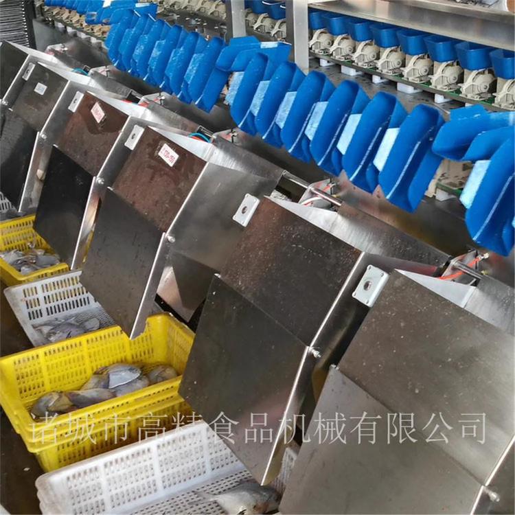 哪里卖 定量海产品大小分级机厂家   海产品大小分级机厂家活动