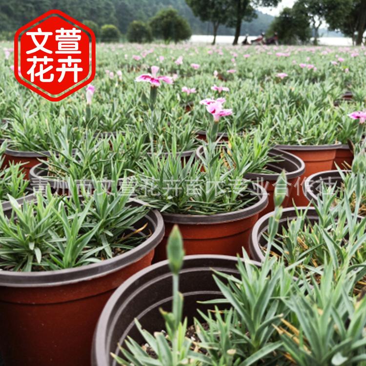 宿根花卉盆栽常夏石竹 多年生忍践踏草花石竹 地被花草