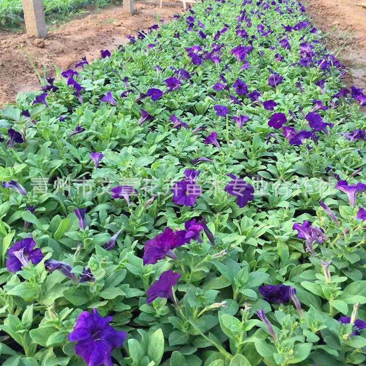 批发盆栽矮牵牛花 市政绿化苗木 多色时令草花矮牵牛