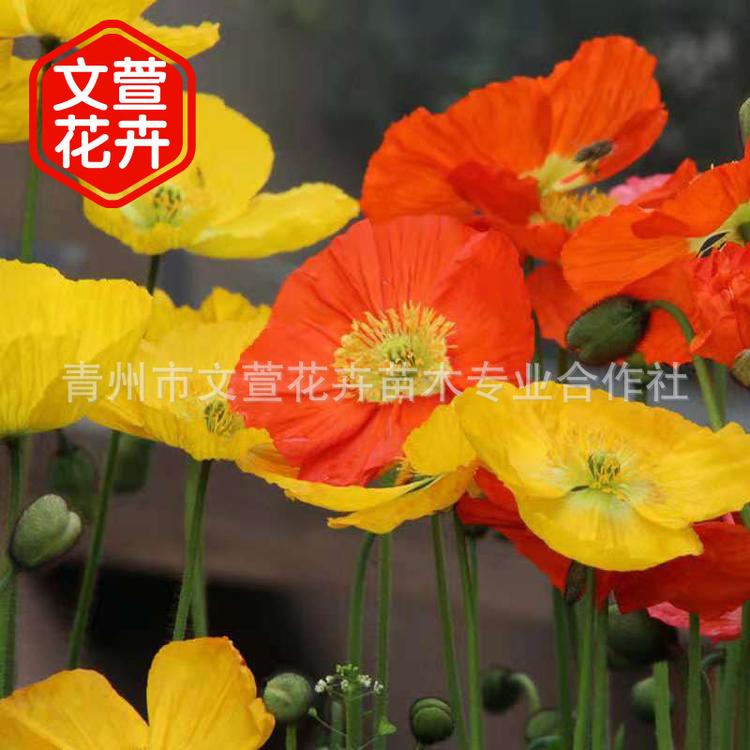 青州花卉合作社大量供应冰岛虞美人 各种规格绿化花卉批发