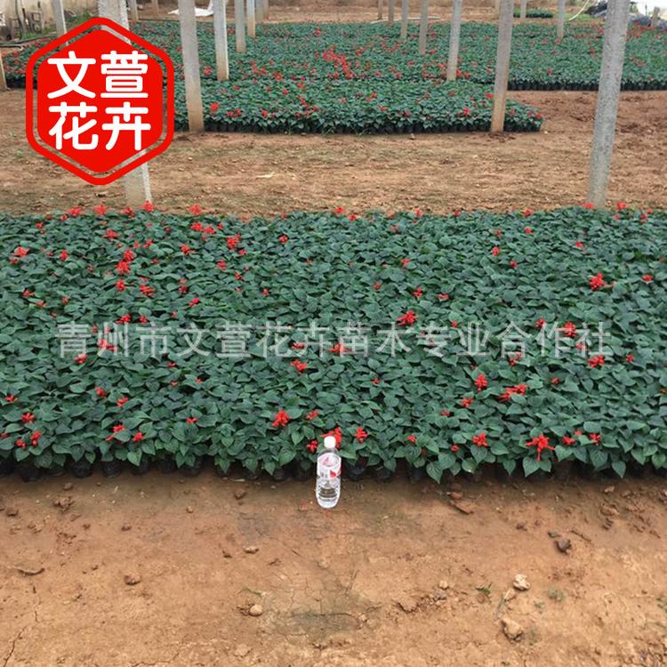 绿化苗木生草本花卉常夏石竹 盆栽地被四季花草 常夏石竹花苗