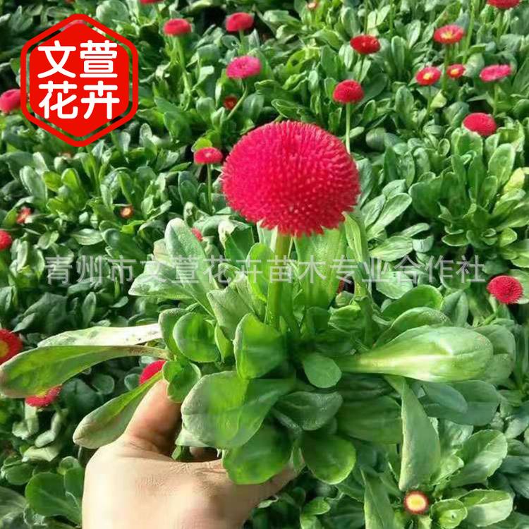草花基地批发雏菊盆栽 花坛绿化常用草花 时令花卉