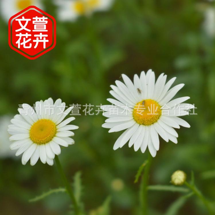 批发盆栽雏菊 公园小区绿化花卉 耐寒耐旱时令草花 量大从优