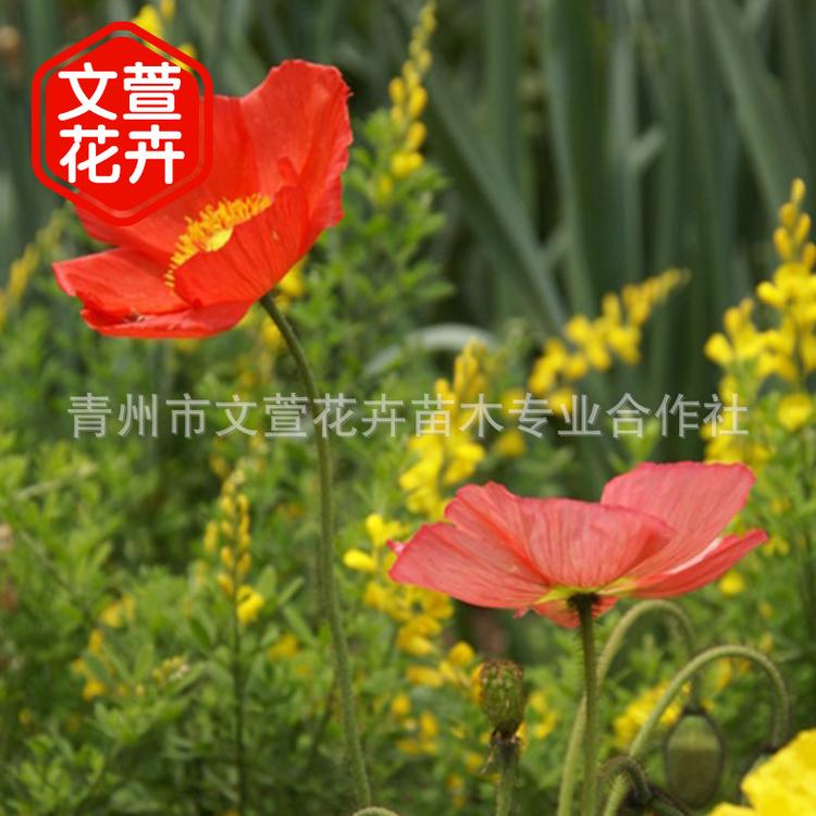 冰岛虞美人花种宿根虞美人多年生工程绿化园林景观盆栽庭院