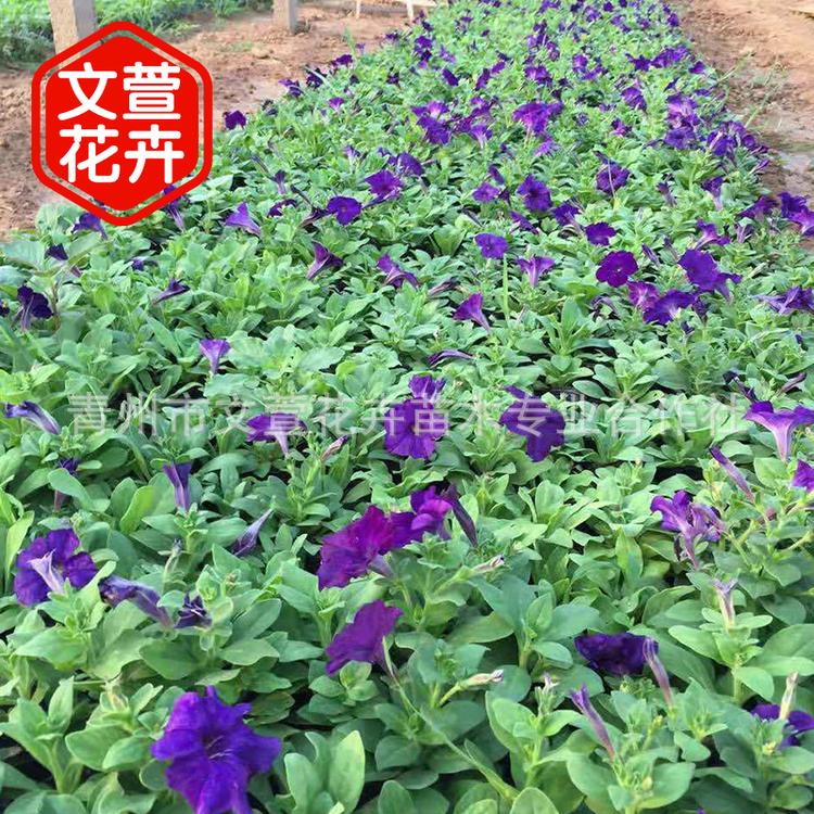 盆栽多色牵牛花 市政道路绿化植物 多色时令草花矮牵牛 青州花卉