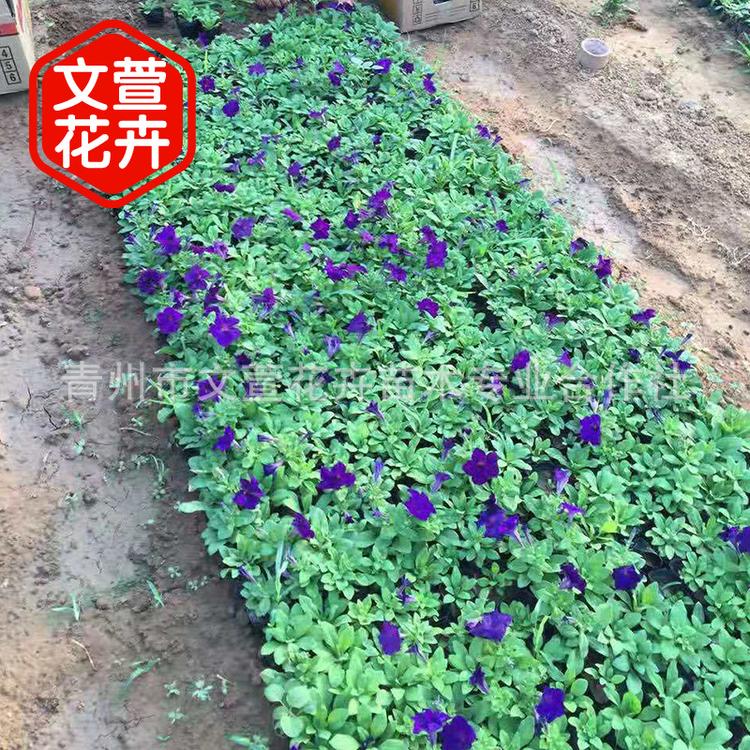 矮牵牛 青州矮牵牛盆栽花苗 矮牵牛种子 四季草花 时令草花