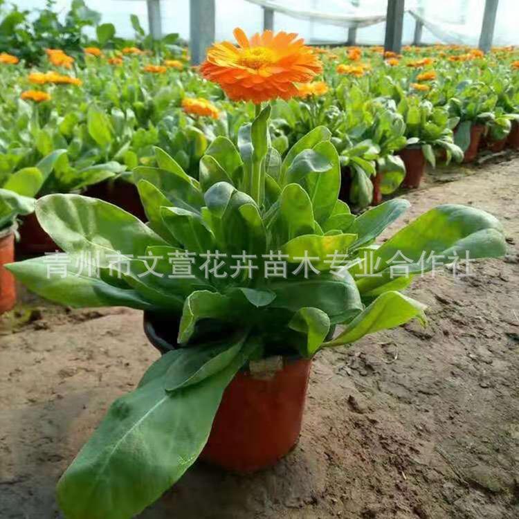 雏菊鲜花盆栽花卉绿植菊花苗室外盆栽小雏菊多头菊带花苞