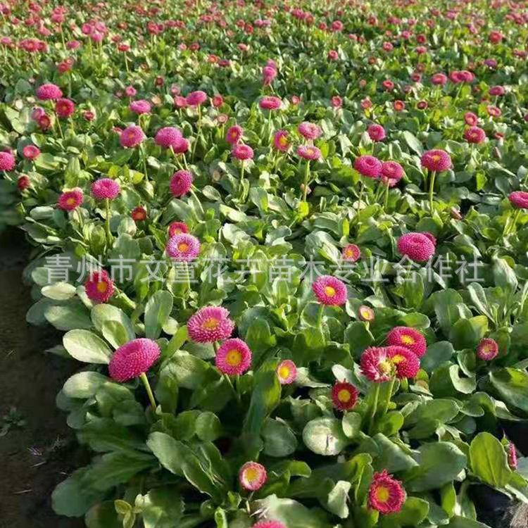 雏菊 洋甘菊 客厅摆设野菊花秋色小清新小雏菊 家居装饰花卉