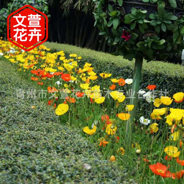 青州花圃之下冰岛虞美人 多色盆栽虞美人 园林花坛公园观赏植物