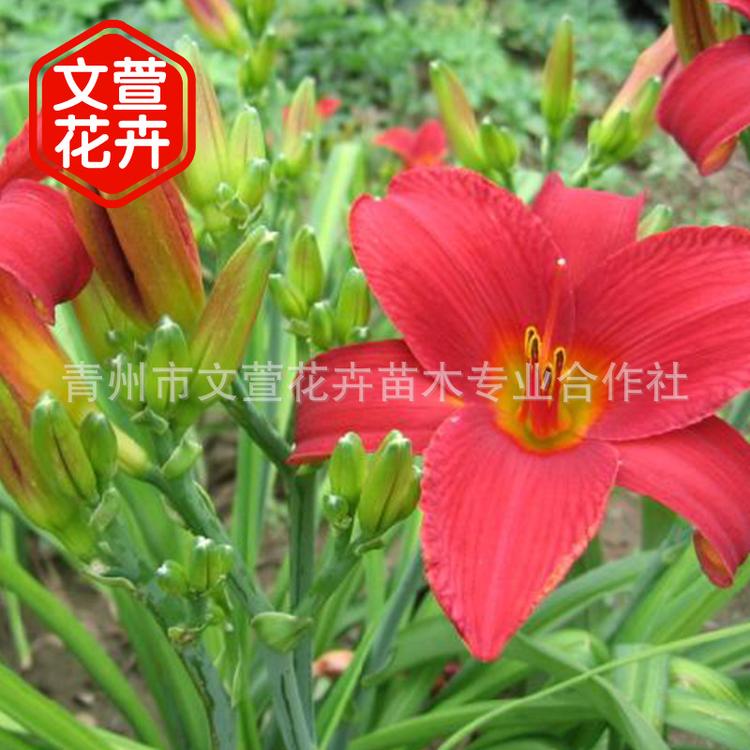 供应大花萱草 盆栽多年生球根花卉 阳台养殖花坛观赏花卉