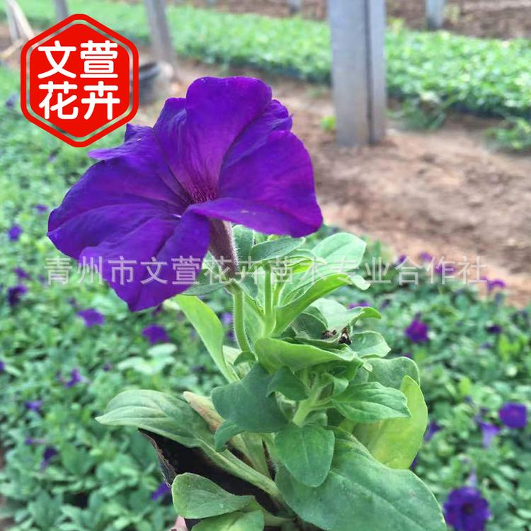 青州基地批发矮牵牛 宿根花卉 市政绿化花卉 盆栽矮牵牛花