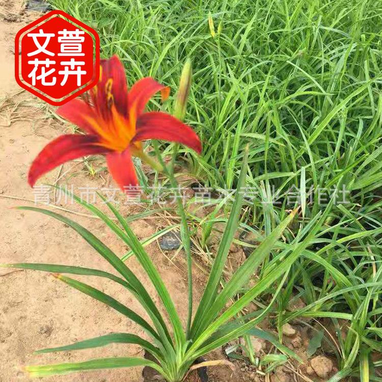 批发宿根花卉萱草 金娃娃萱草大花萱草 地被植物园林公园绿化