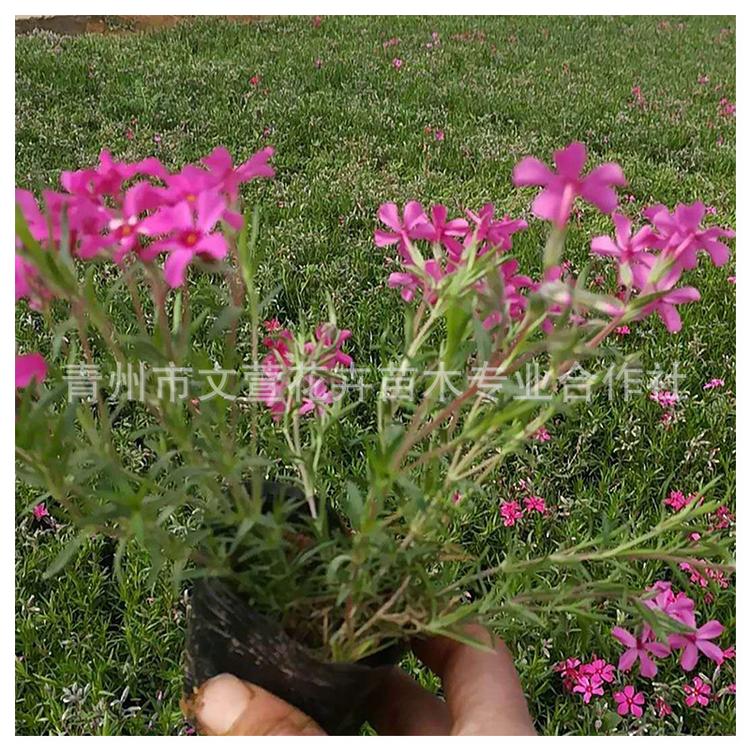 花海品种芝樱 丛生福禄考 草本植物花卉福禄考 园林绿化花卉