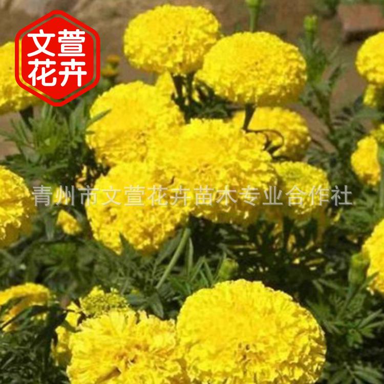 厂家直销万寿菊 国庆节日花卉 市政绿化工程万寿菊 量大从优