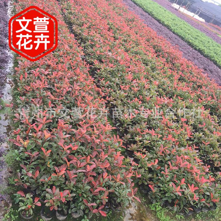 批发灌丛石楠 耐寒红叶植物 红叶石楠 市政绿化植物 量大从优