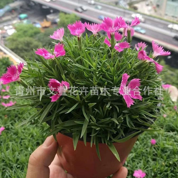 欧石竹 宿根花卉开花草坪 欧石竹 楼盘公园绿化花海用花