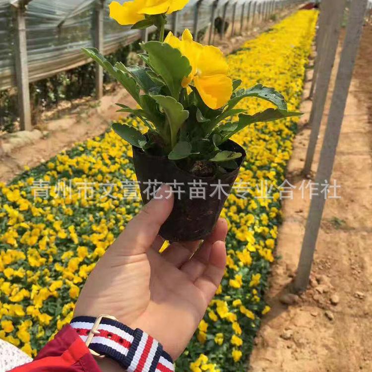 三色堇 山东大量供应冬季时令草花三色瑾 角瑾 租摆园林绿化
