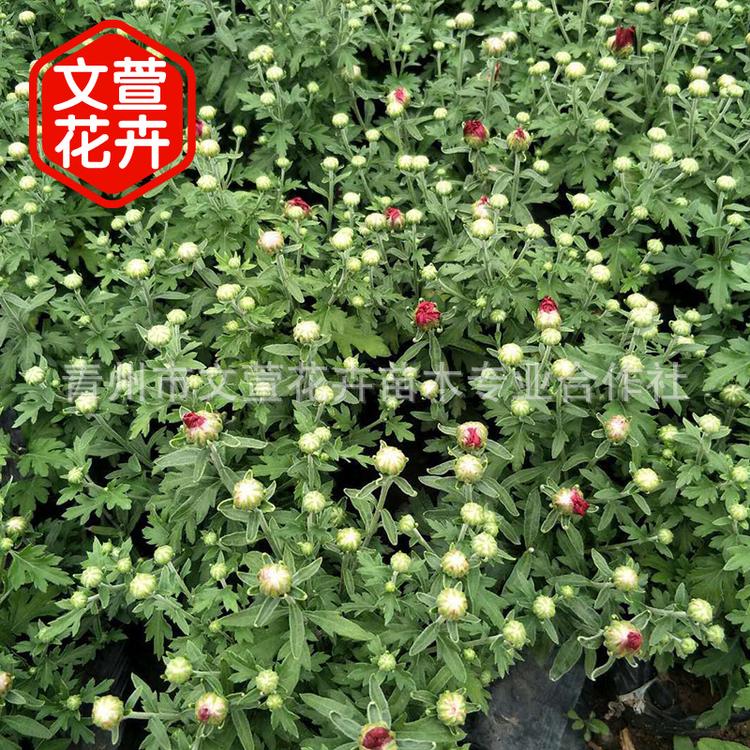 大量供应菊花苗 地被菊 国庆菊大苗 花卉植物绿植盆栽 花色鲜艳