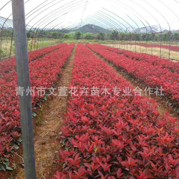 灌丛石楠 绿化苗木红叶石楠小苗 红罗宾红叶石楠批发