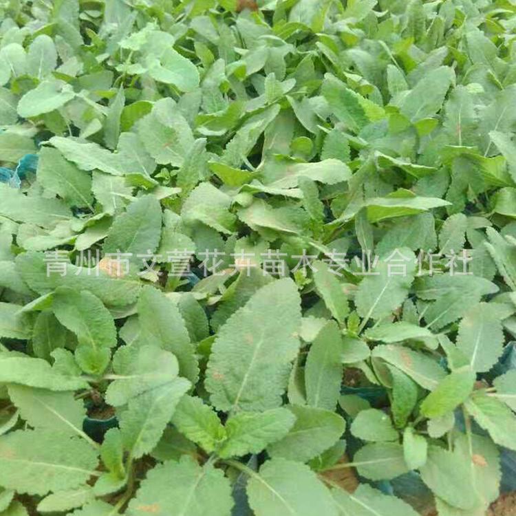 大花金鸡菊 多年生宿根植物 庭院观花 绿化地被植物易养护盆栽苗