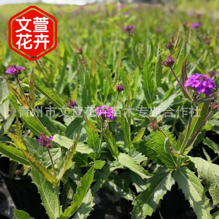 批发马鞭草 工程绿化景观建设马鞭草 青州花圃直销厂家直销