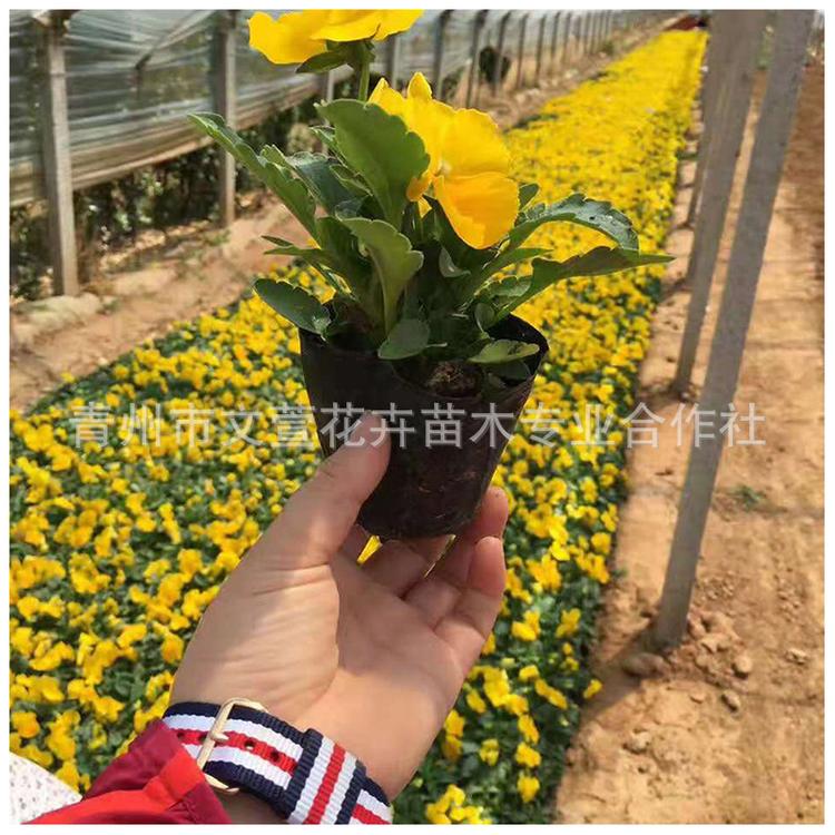 冬季耐寒植物三色堇 基地多色庭院花卉三色堇 批发盆栽植物
