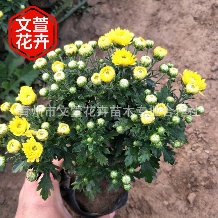 基地大量供应花卉国庆菊 绿化专用 时令草花国庆菊