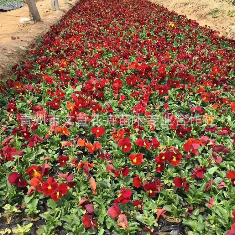 三色堇 冬季耐寒草花 护坡绿化庭院植物盆栽时令花卉三色堇