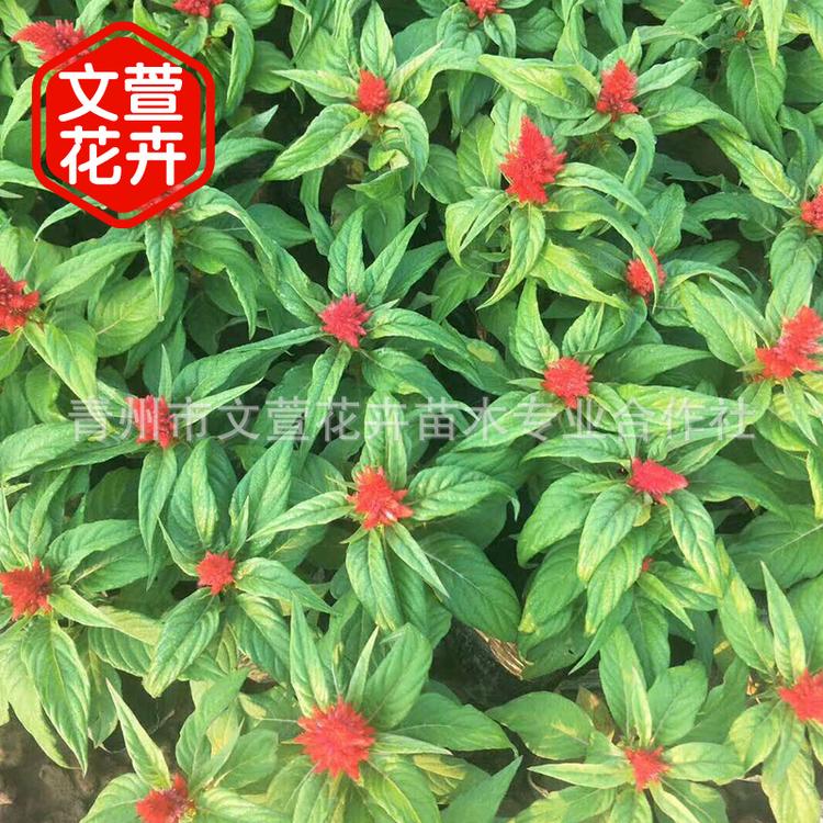 凤尾鸡冠花 穗冠花苗带花带泥杯 阳台庭院楼顶公园绿化草花苗