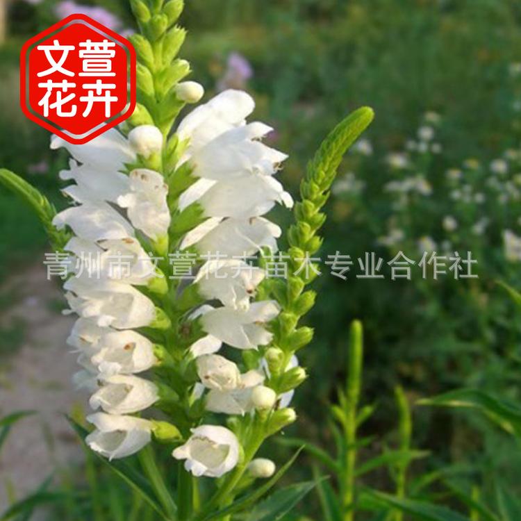 假龙头 山东青州基地批发宿根花卉盆栽假龙头苗 市政绿化假龙头