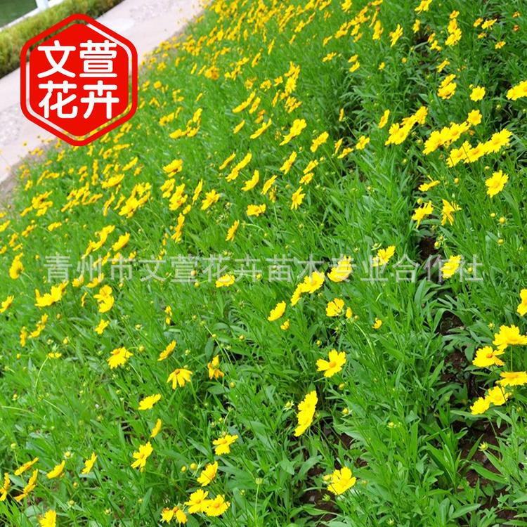 青州花卉基地批发金鸡菊 公园小区美化植物 花海建造草花金鸡菊