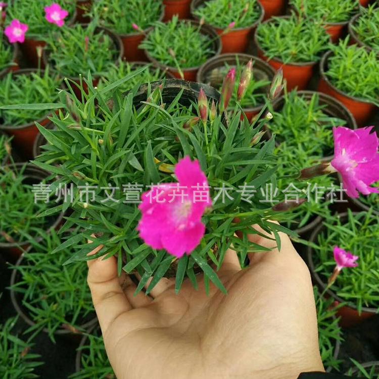 欧石竹 花卉绿化欧石竹绿化观赏花卉多年生宿根花卉欧石竹批发