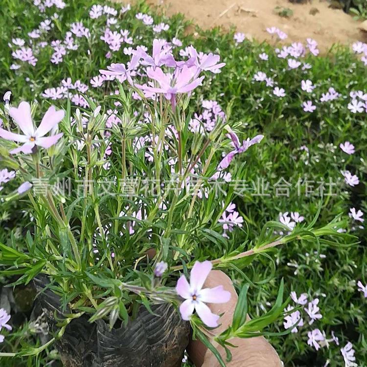 芝樱 丛生福禄考四季栽培铺地芝樱 多年生耐寒花海景观工程福禄考