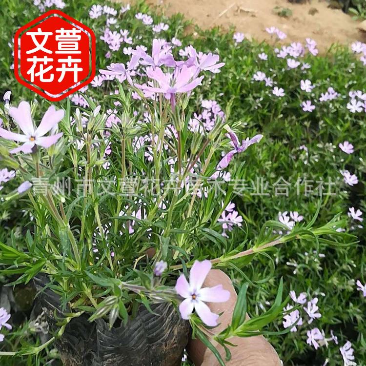 宿根花卉福禄考 芝樱 花海观赏盆栽福禄考 地被丛生绿化植物