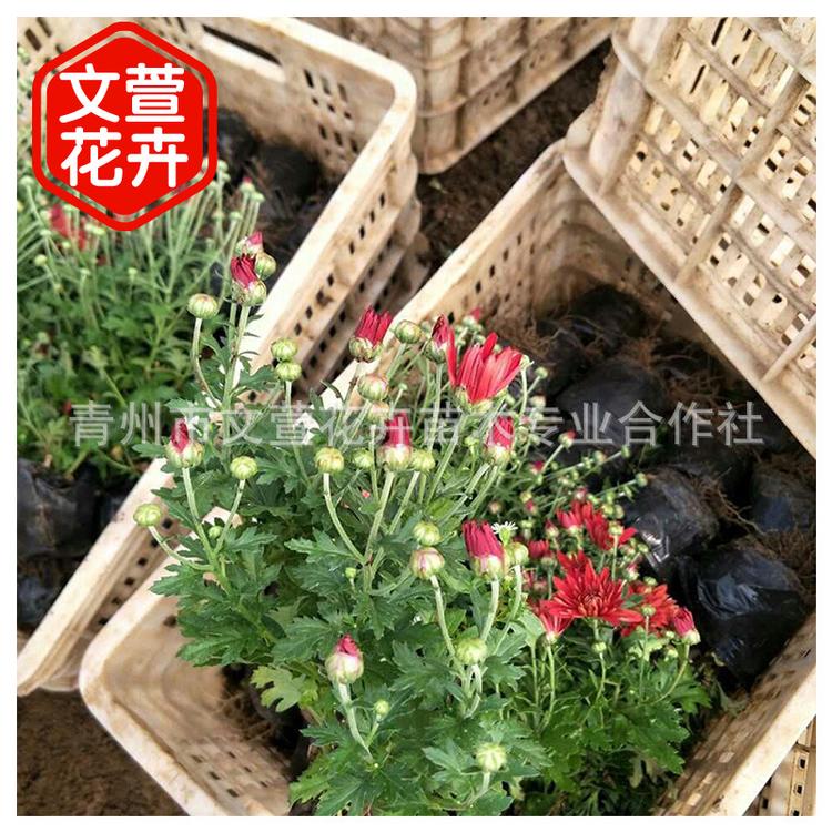 节庆装饰景观绿化国庆菊 耐寒多色千头菊 抗冻花卉苗小菊花苗