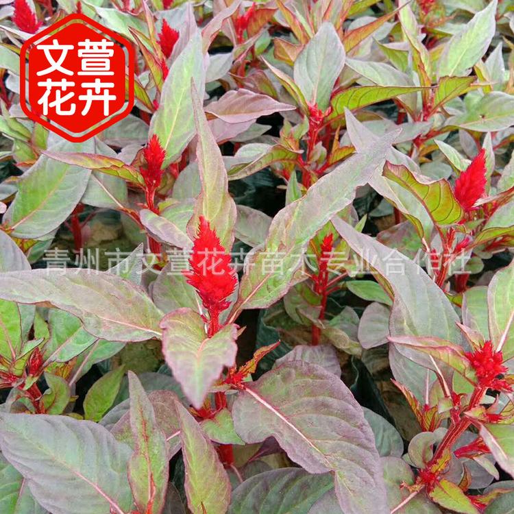 潍坊青州花卉种植养殖 鸡冠花 品质保证 品质保证 批发
