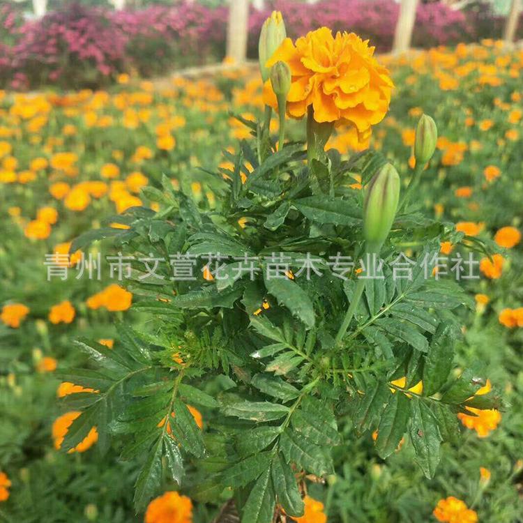 青州花卉市场直销盆栽孔雀草 节庆租摆观赏绿化苗木 量大从优
