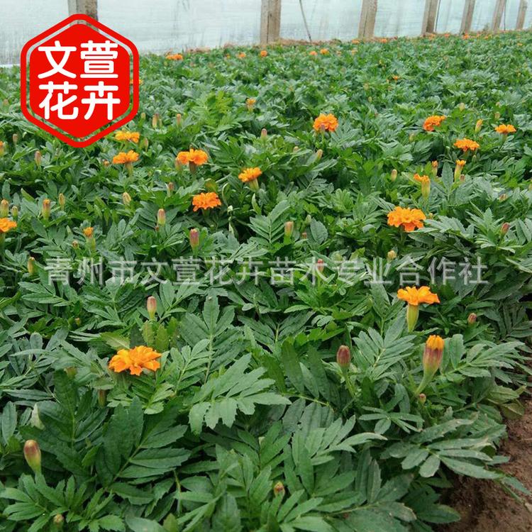 盆栽孔雀草 万寿菊 园艺花坛公园装饰 花海打造厂家直销
