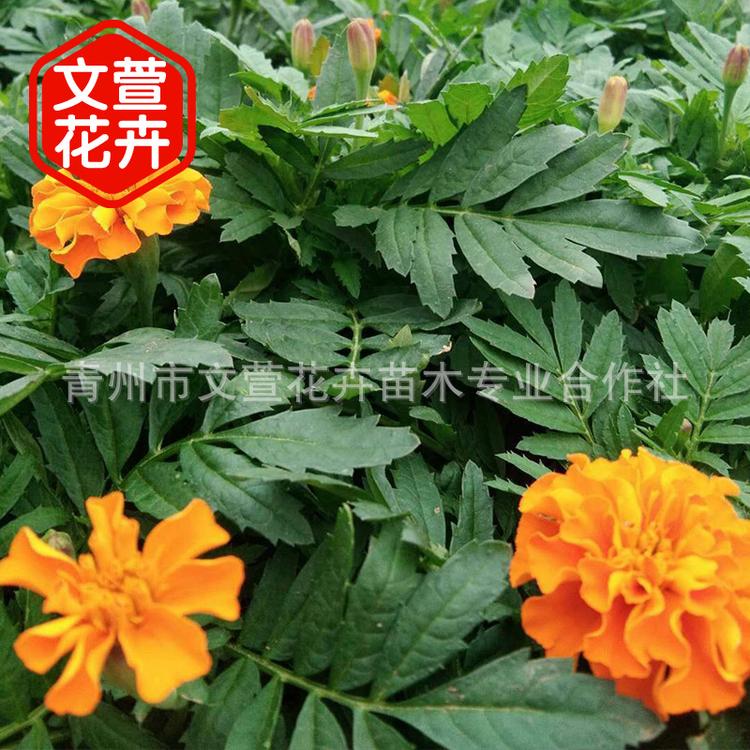 花圃基地直销孔雀草万寿菊 市政绿化时令草花 观赏花卉孔雀草