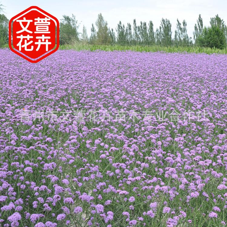 柳叶马鞭草 花卉基地出售马鞭草苗 花海景观建设宿根花卉