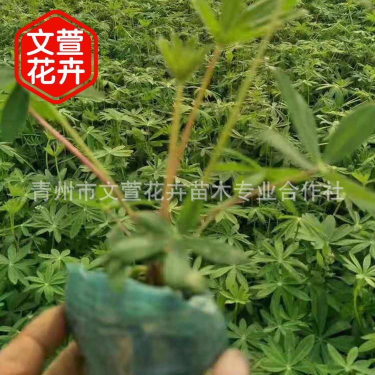 盆栽鲁冰花羽扇豆小苗 花海打造庭院养殖时令草花