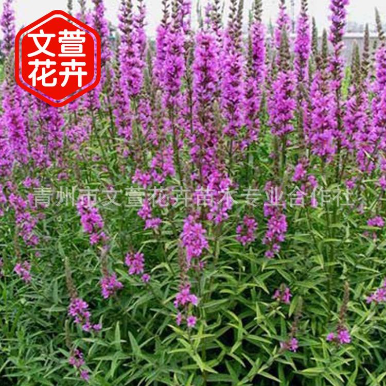 假龙头 山东青州大量供应宿根草花假龙头 公园 小区绿化