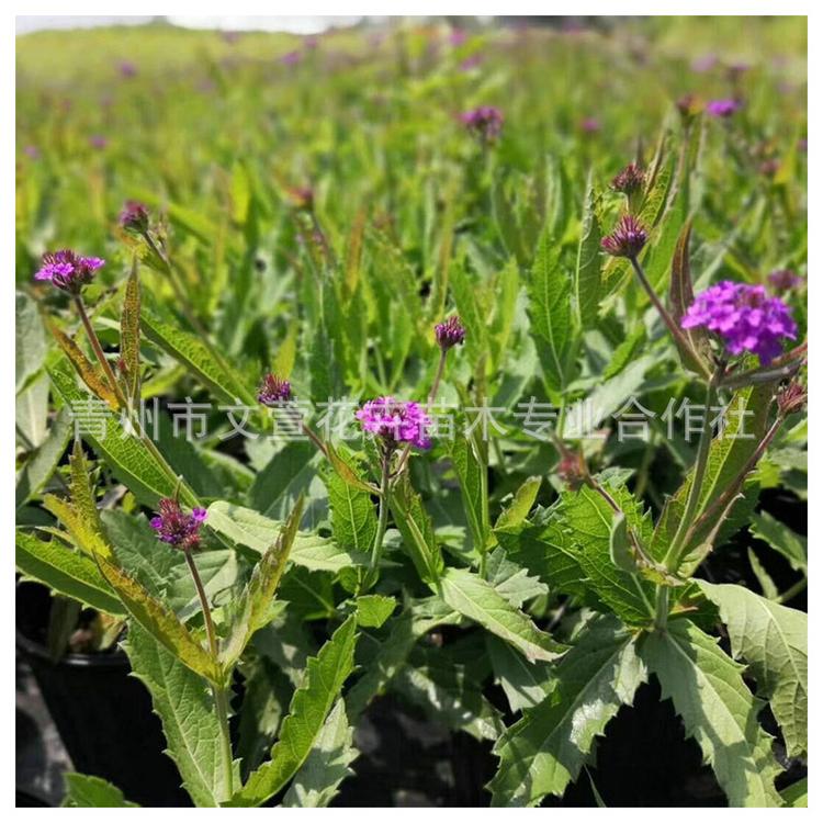 柳叶马鞭草宿根花卉生产供应 地被观赏花海植物 马鞭草花海