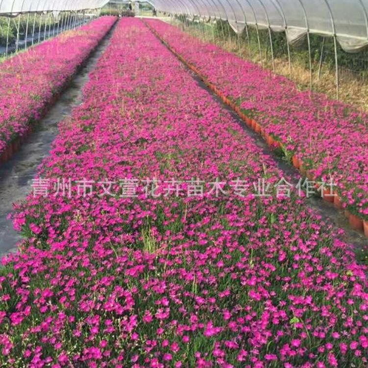 欧石竹 绿化花卉彩虹石竹 花卉基地 绿化观赏花卉苗木 花海地被