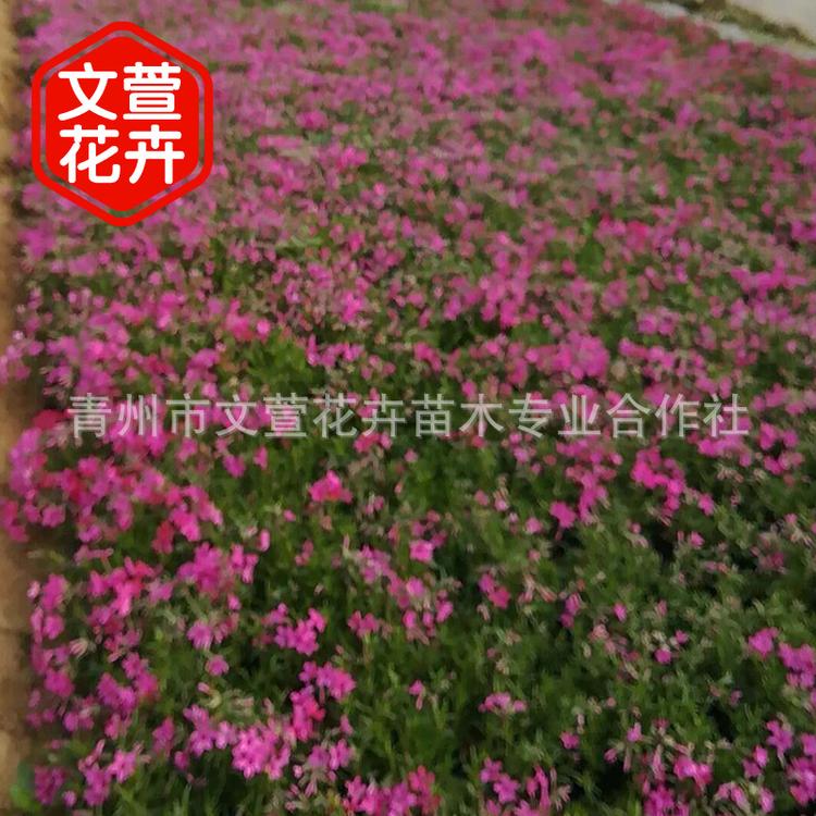 花海建设草花福禄考 芝樱 公园花坛观赏租摆盆栽福禄考 量大从优